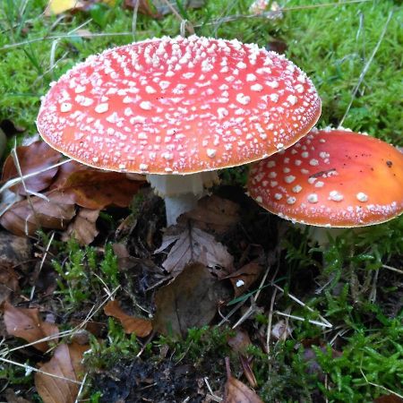 Appartamento Moorhexe Gelbensande Esterno foto