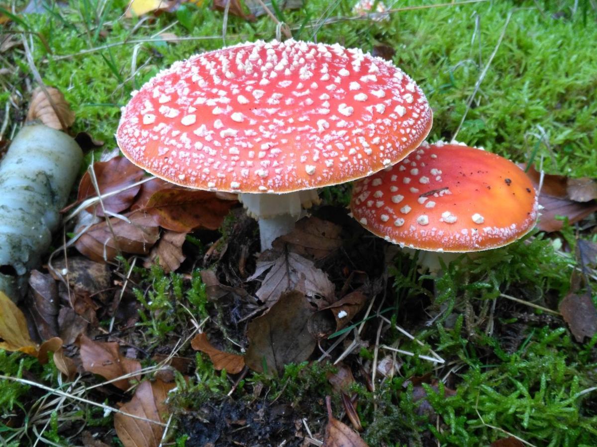 Appartamento Moorhexe Gelbensande Esterno foto